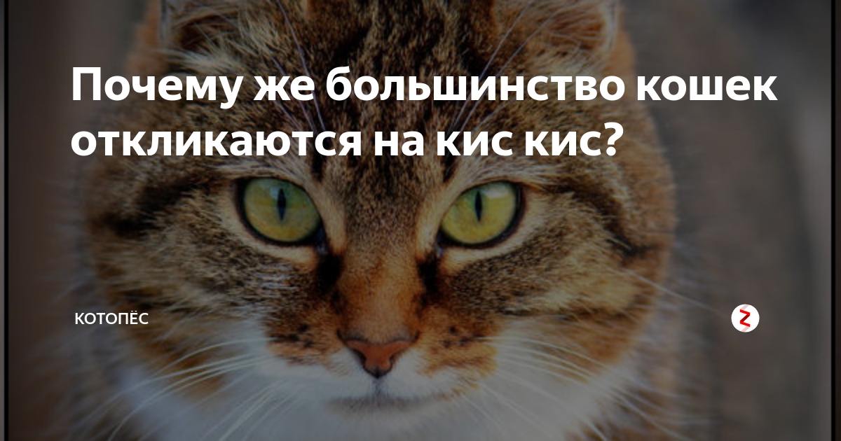Почему кошки откликаются на «кис-кис»