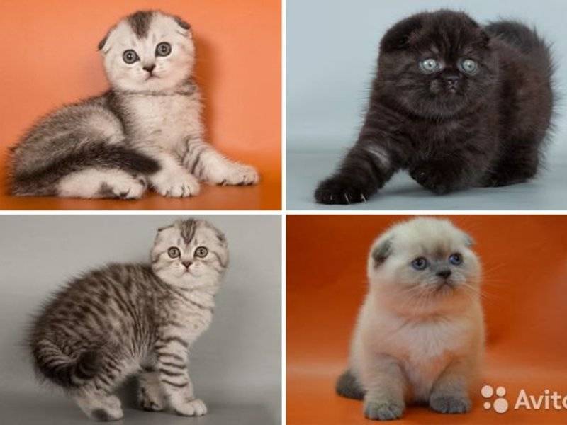 Вислоухие короткошерстные кошки скоттиш-фолд — все о них