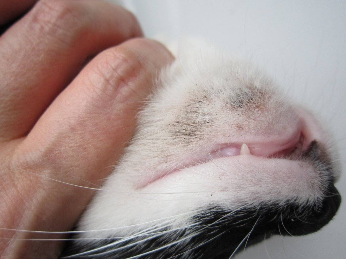 Черные точки на подбородке у кошки: что это такое и как лечить