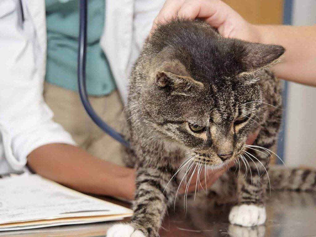 Может ли кошка заразиться гриппом или простудой от человека