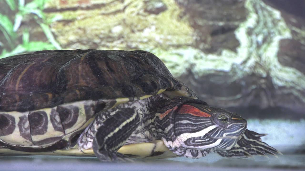 Спячка красноухих черепах в домашних условиях