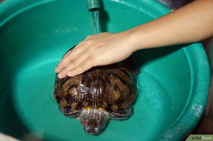 Уход и содержание красноухой черепахи в домашних условиях, как правильно ухаживать и кормить питомца