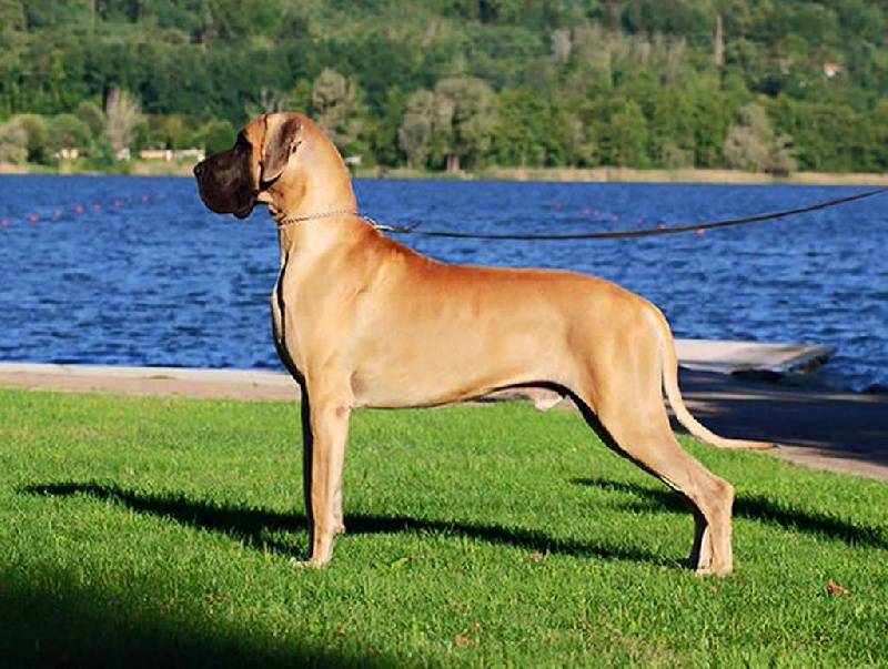 Порода собак датский дог и ее характеристики с фото