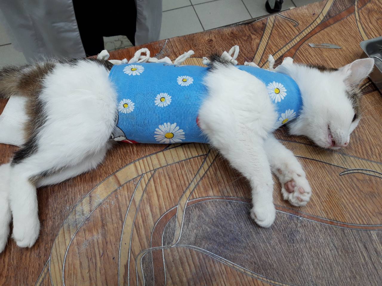 Кошка после стерилизации - уход после операции в домашних условиях