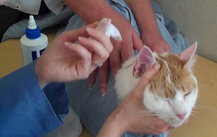 Грязные уши у котенка: что делать и как их почистить, причины, необходимость обращения к ветеринару