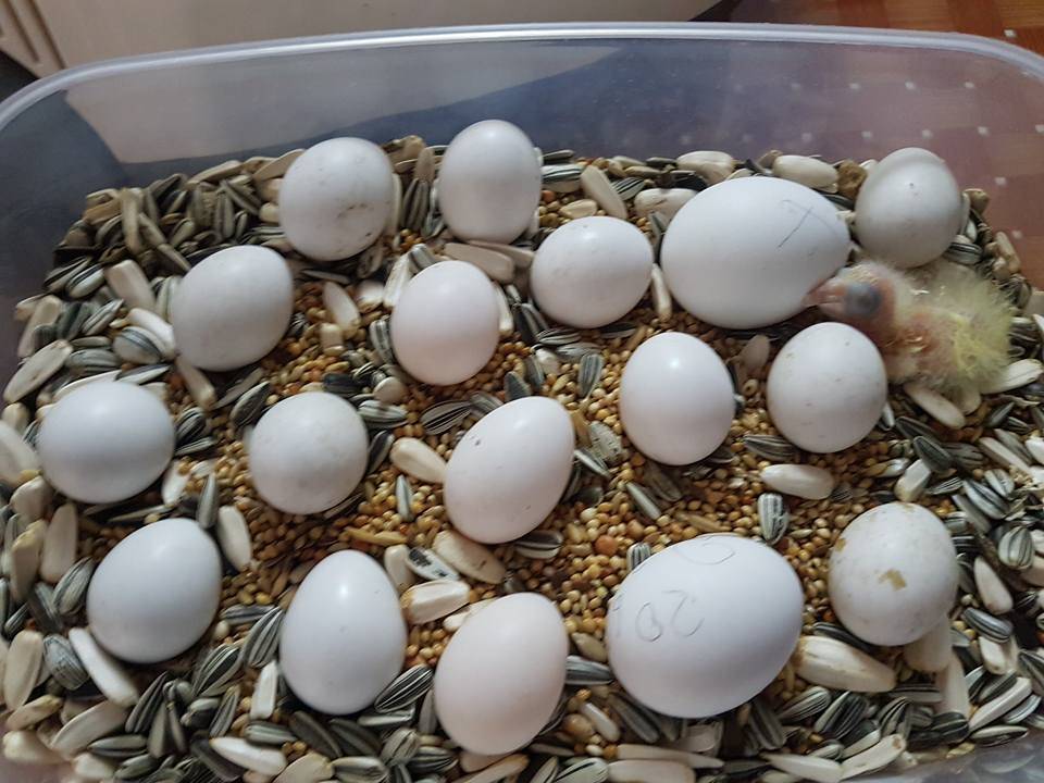 Сколько дней и как высиживают яйца волнистые попугаи [новое исследование]