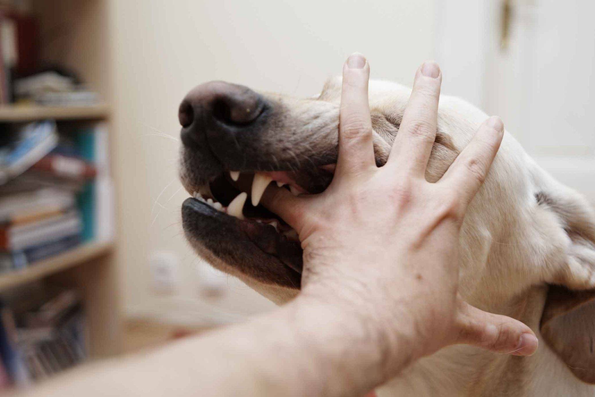 6 причин, почему собака рычит - что делать