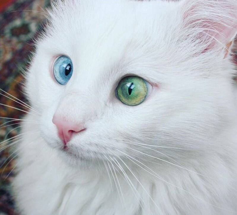 Гетерохромия у кошек: причины, виды, влияние на зрение и продолжительность жизни