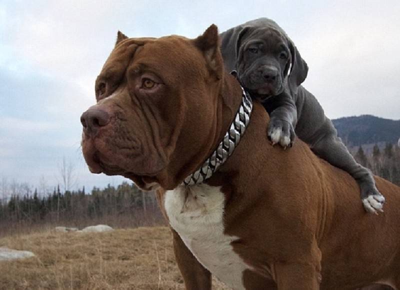 Самые сильные собаки в мире – список, описание, фото и видео