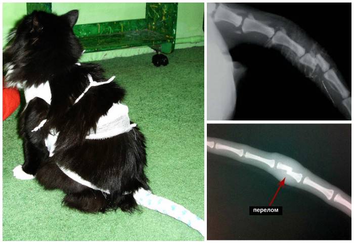 Как понять, что у кошки сломана нога, и что с этим делать: симптомы перелома лапы и лечение в домашних условиях