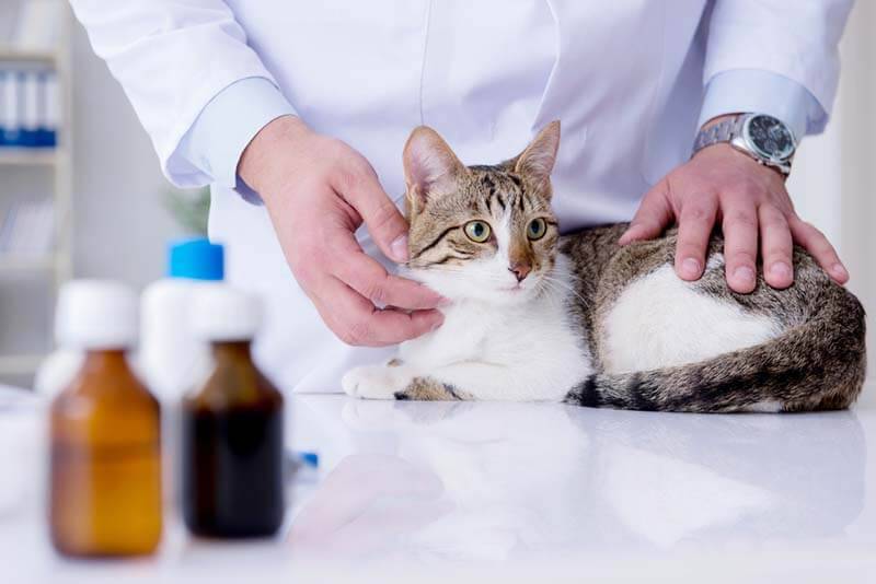 Что делать при отравлении кошки? симптомы и правильная помощь