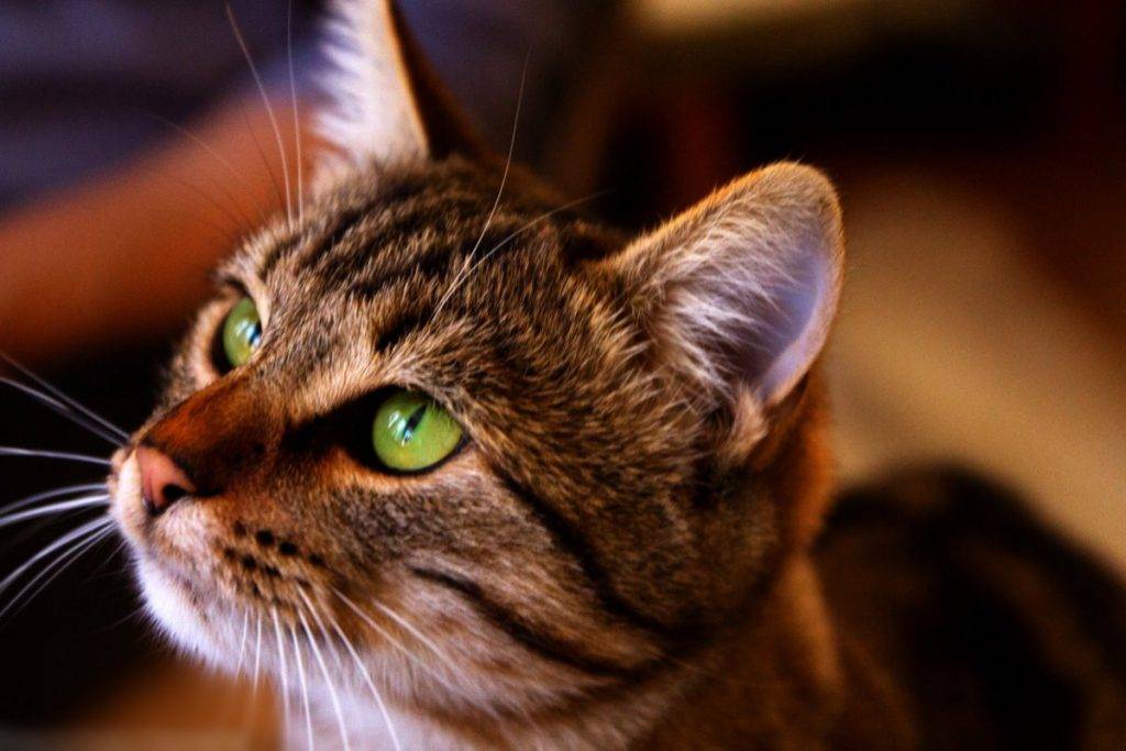 Кошка оцикет: характер, стандарт породы, описание и фото