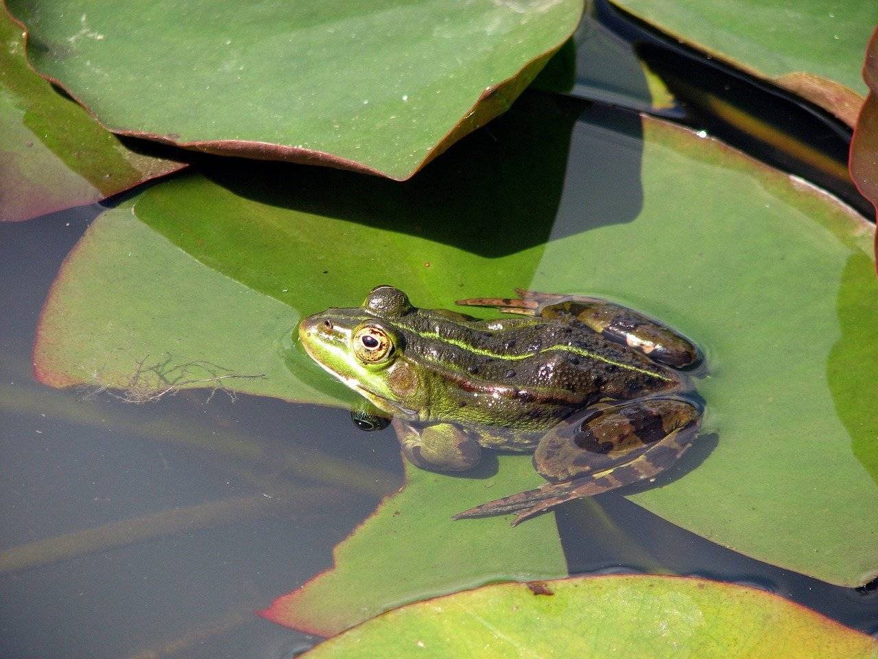 Травяная лягушка: описание, фото, места обитания, образ жизни. лягушка животное. образ жизни и среда обитания лягушки