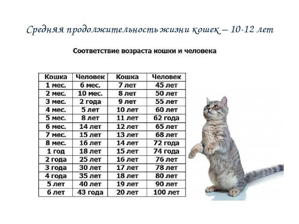 Как определить возраст кошки по глазам, по зубам, весу, шерсти, по человеческим меркам