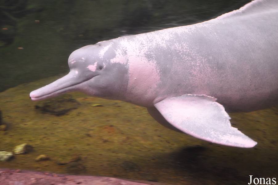 Речнеы дельфины: виды, фото, описание