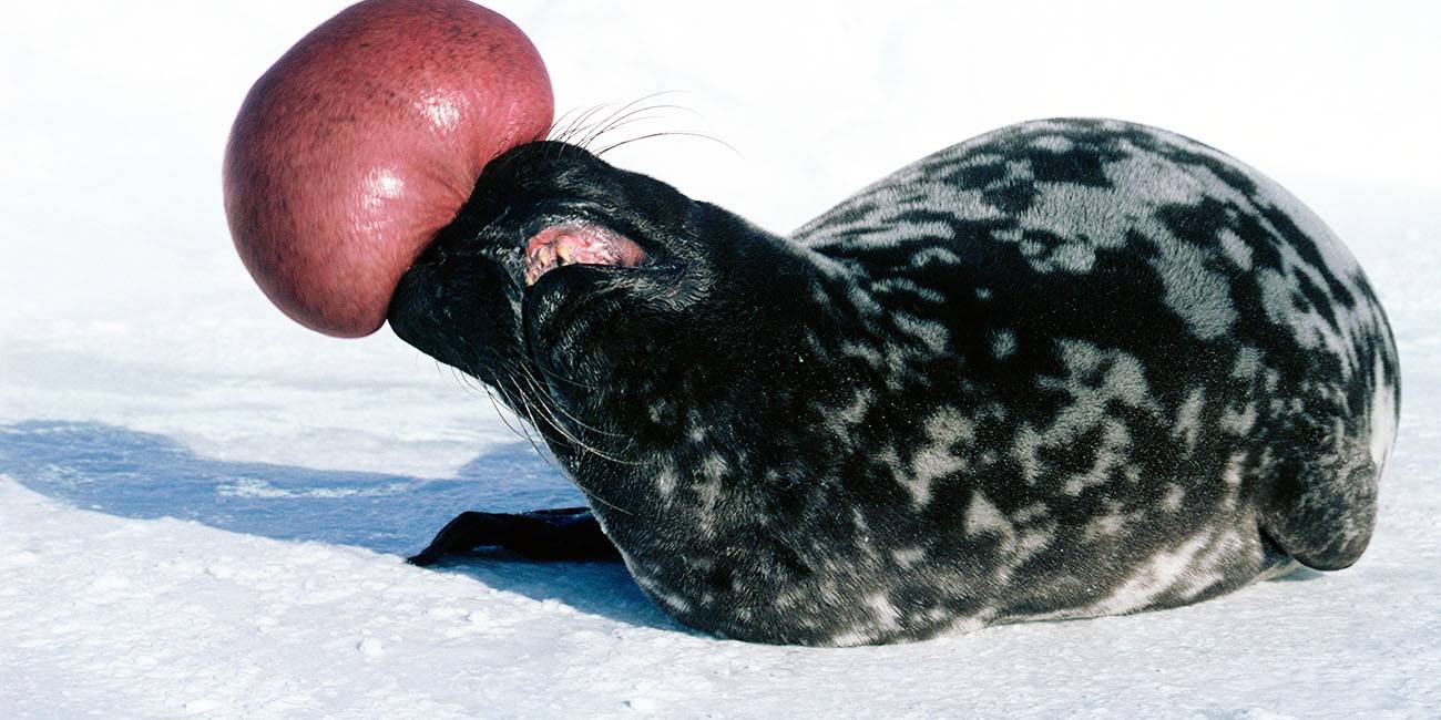 Серый тюлень (фото): как выглядит, где обитает, чем питается и интересные факты