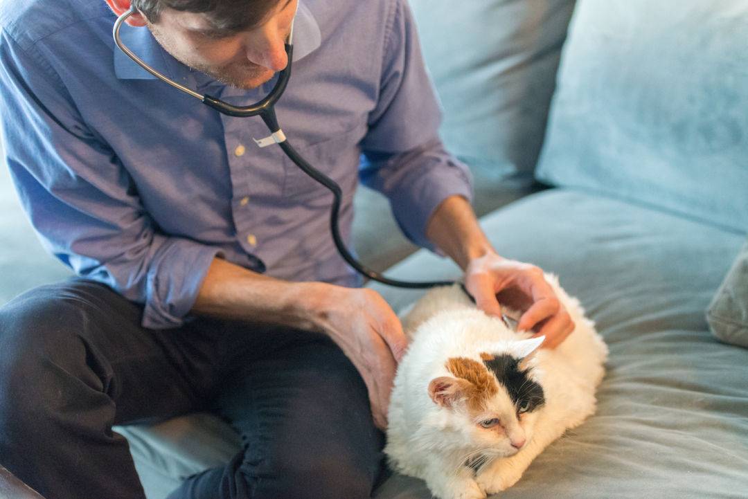Как правильно ухаживать за кошкой после наркоза