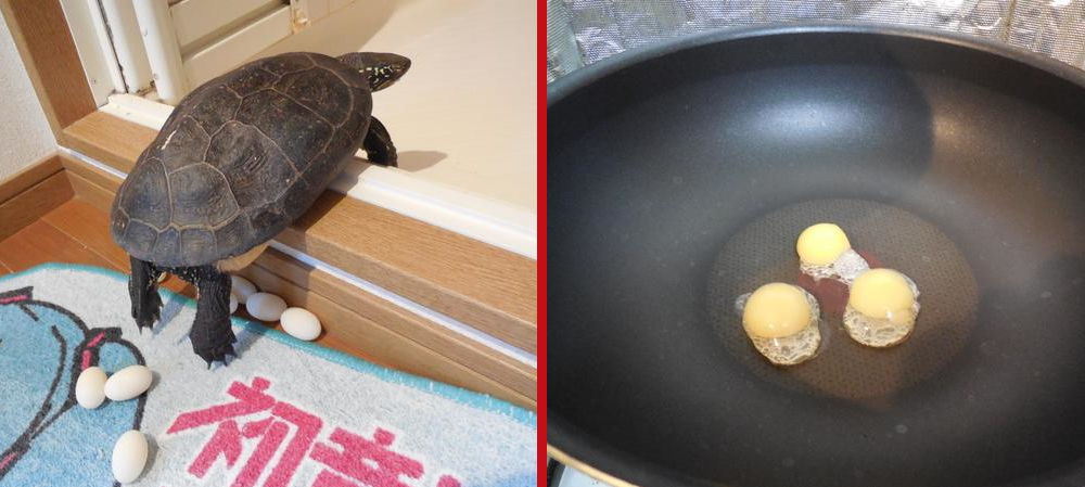 Черепаха снесла яйцо, что делать
