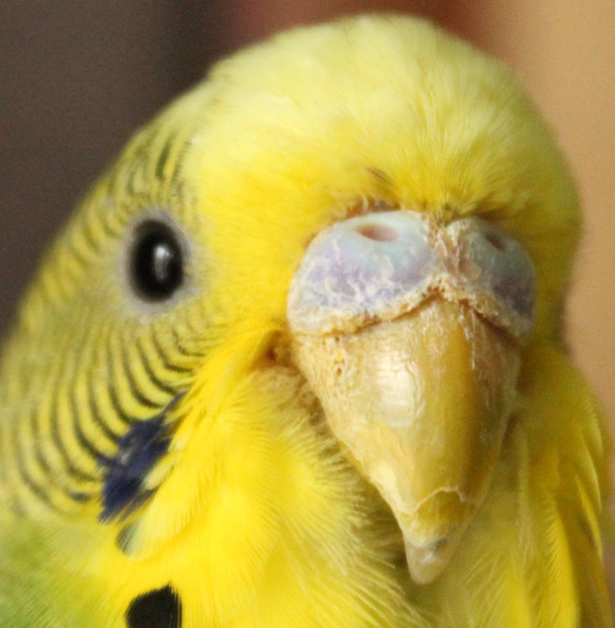 Клещи у  домашних попугаев. типичные признаки. как избавиться от паразитов