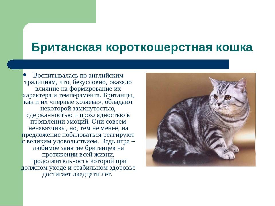 Американская короткошерстная кошка: фото, характер и описание :: syl.ru