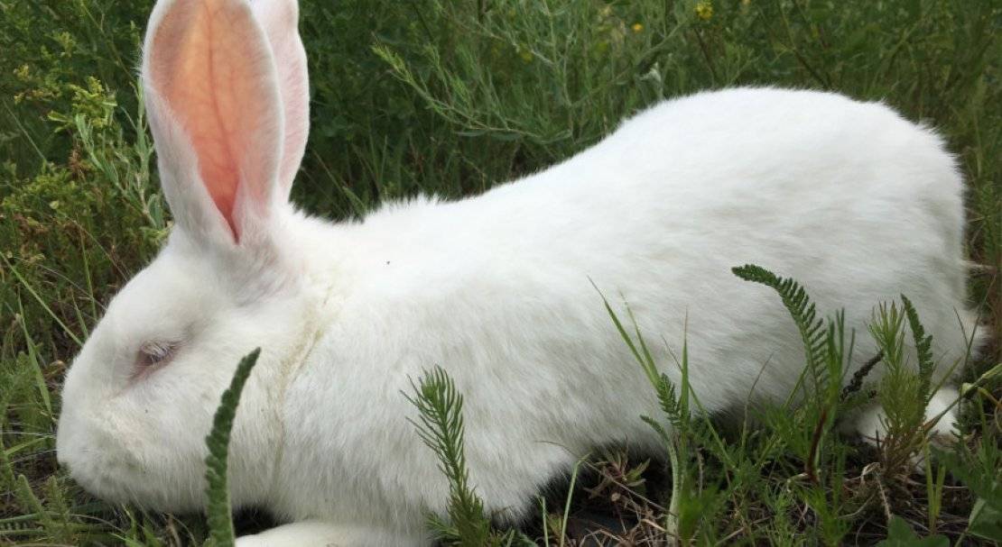 Кролик белый великан — особенности содержания и перспективы разведения
