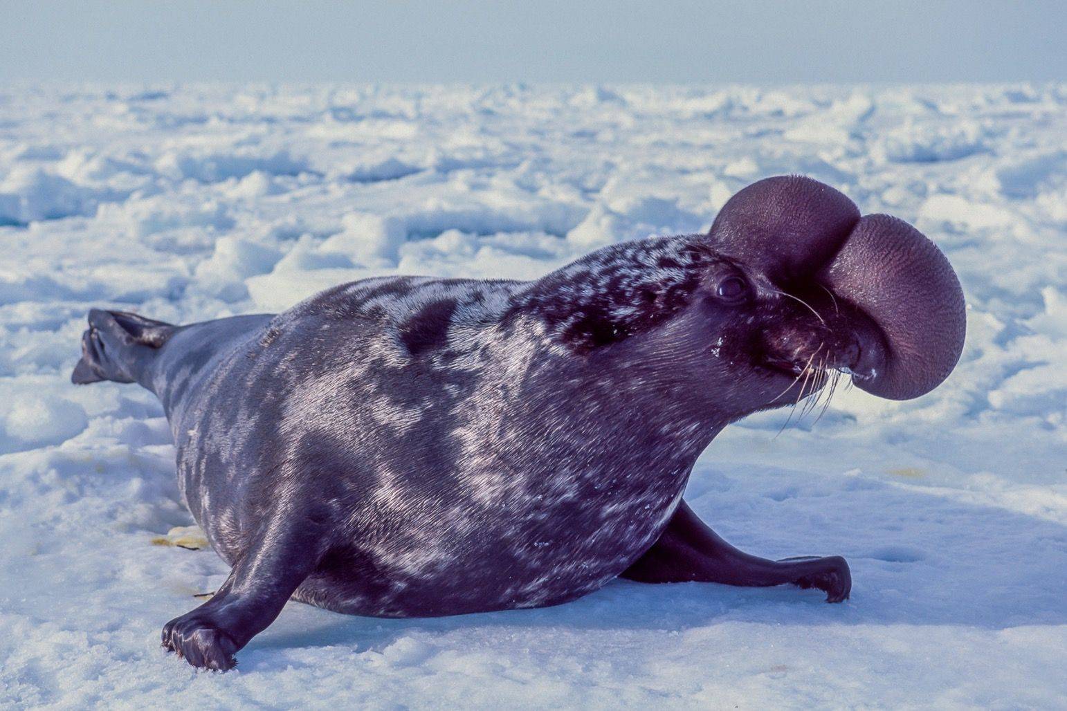 Тюлень - фото и виды семейства, видео и картинки животного, как выглядит и где обитает