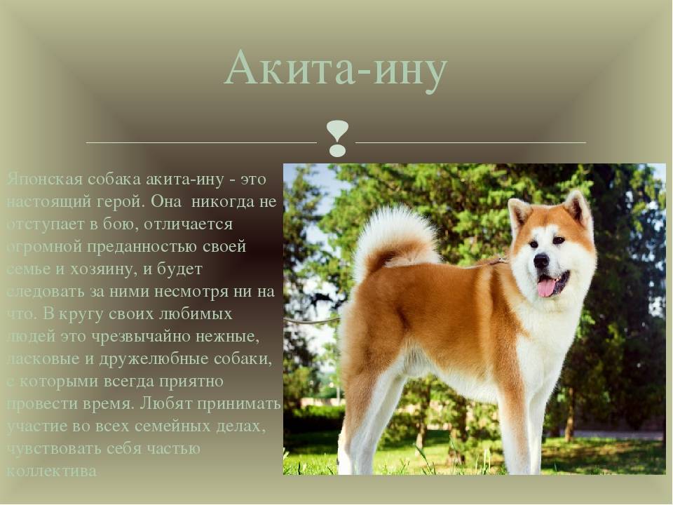 Акита-ину - породы собак | некоммерческий учебно-познавательный интернет-портал зоогалактика
