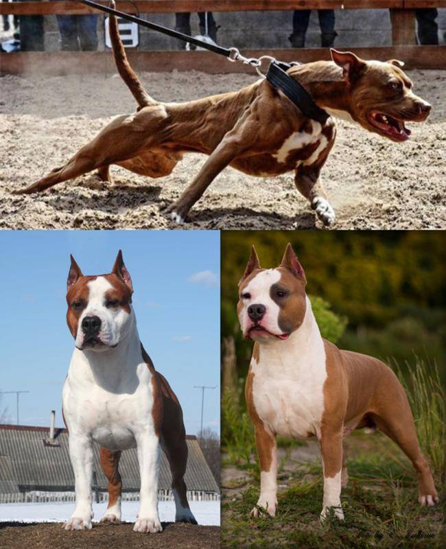 Сравнение двух лучших бойцовских собак чем отличается стаффордширский терьер (амстафф) от питбуля?