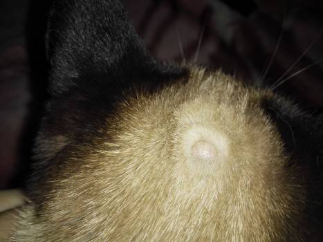 Из-за чего может появиться шишка на спине у кошки?