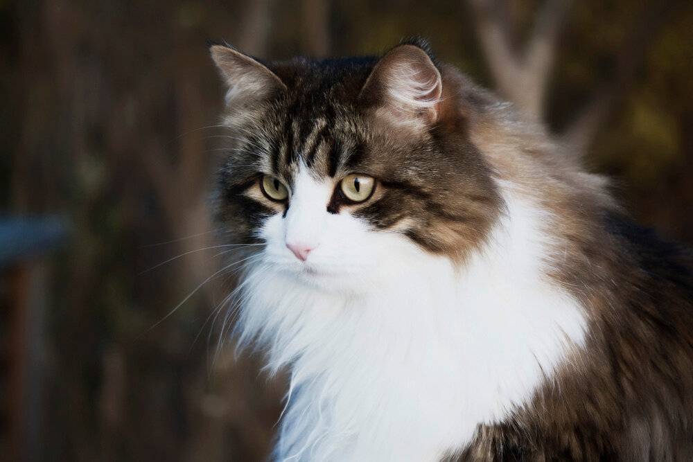 Самые умные породы кошек: топ - 10 сообразительных животных
