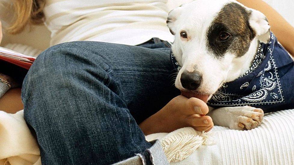 Собака лижет ноги: почему и что делать хозяину