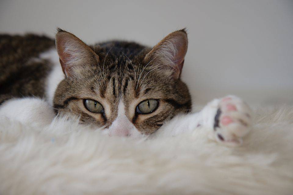 Белая пена в рвоте у кошки: причины и как лечить в домашних условиях