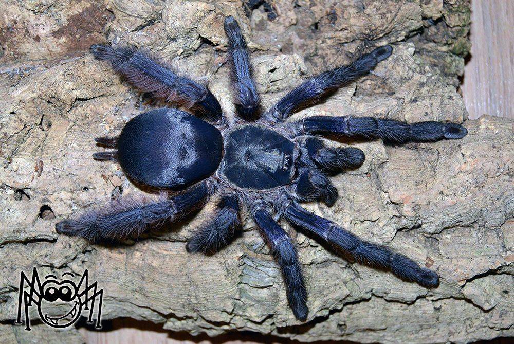 Tapinauchenius violaceus (purple tree spider) tarantula care sheet