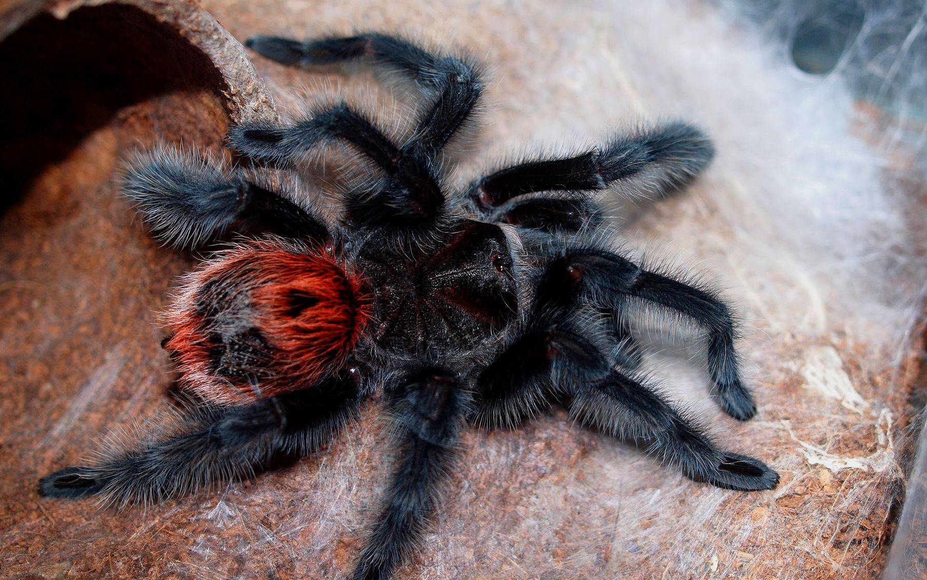 Апулийский тарантул: описание, особенности, опасен или нет для человека