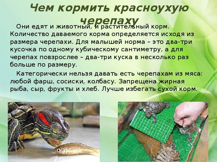 7 основных компонентов для кормления красноухой черепахи — ribnydom.ru