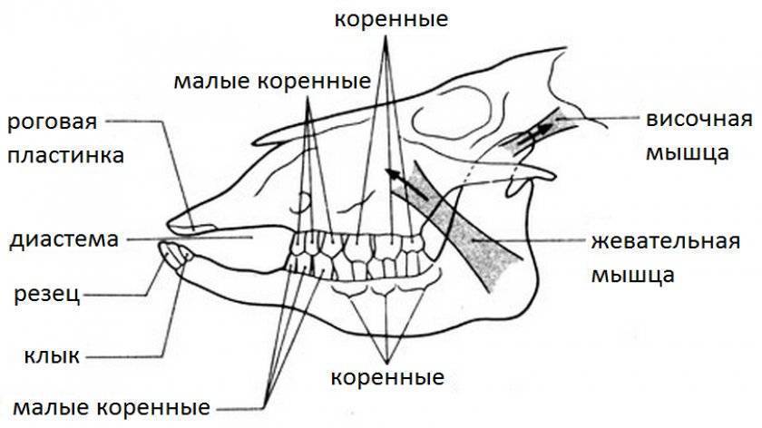 Подробное описание зубной формулы собаки: схема и строение челюстей