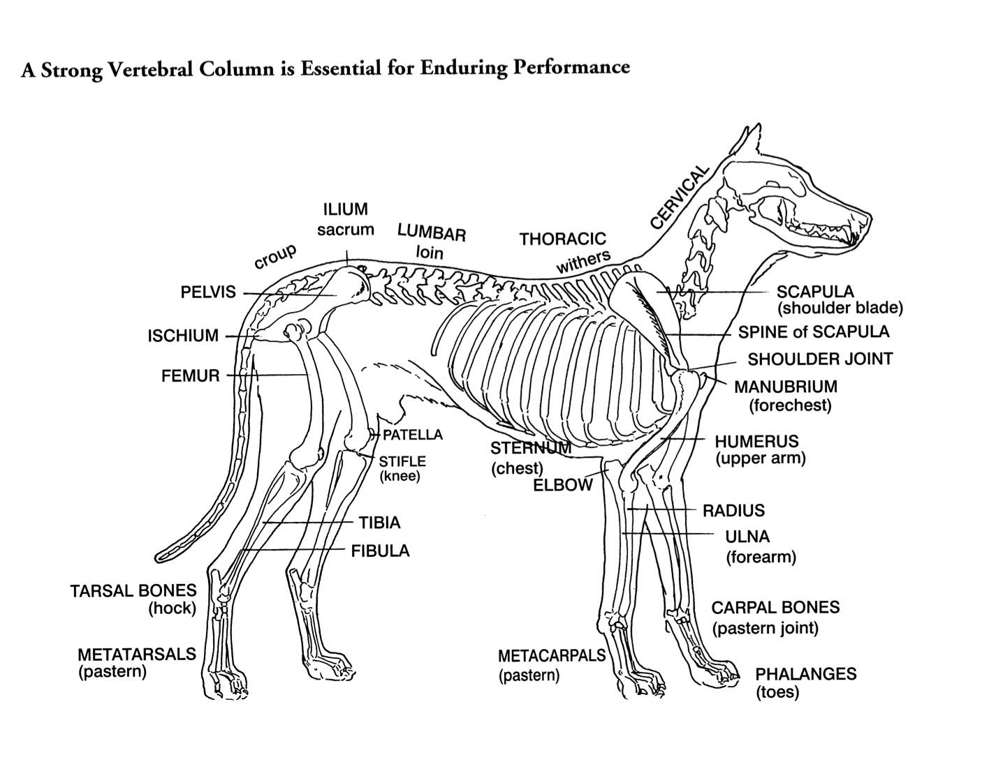 Функции и строение скелета собаки