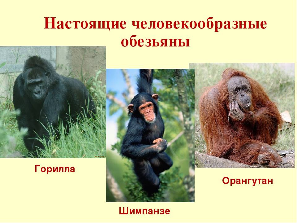 Горилла человекообразная обезьяна. Обезьяна , горилла, орангутанг, шимпанзе. Горилла шимпанзе и орангутанг. Горилла и шимпанзе это человекообразные обезьяны ?. Человекообразные приматы.