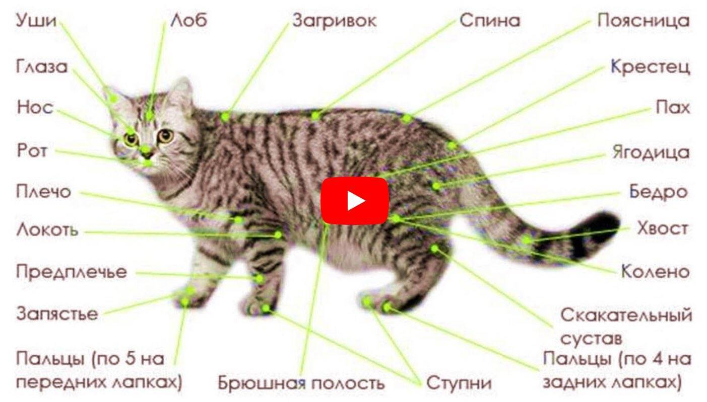 Зачем кошке хвост, из чего он состоит и какие его функции