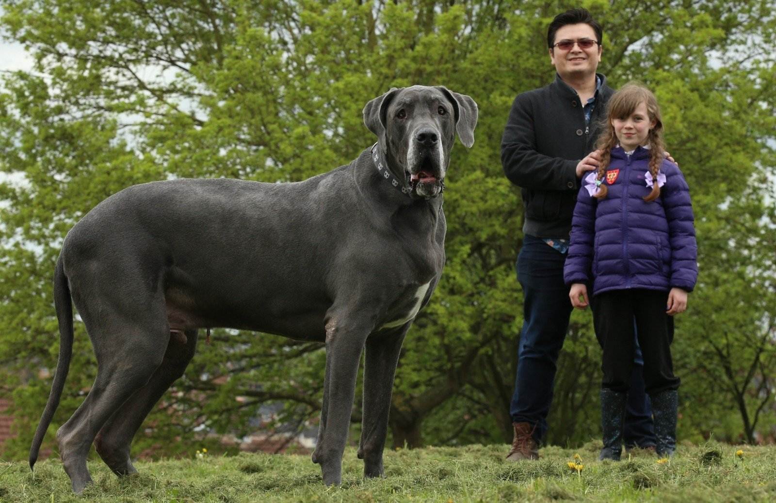 Самая большая в мире собака – топ 10 гигантов