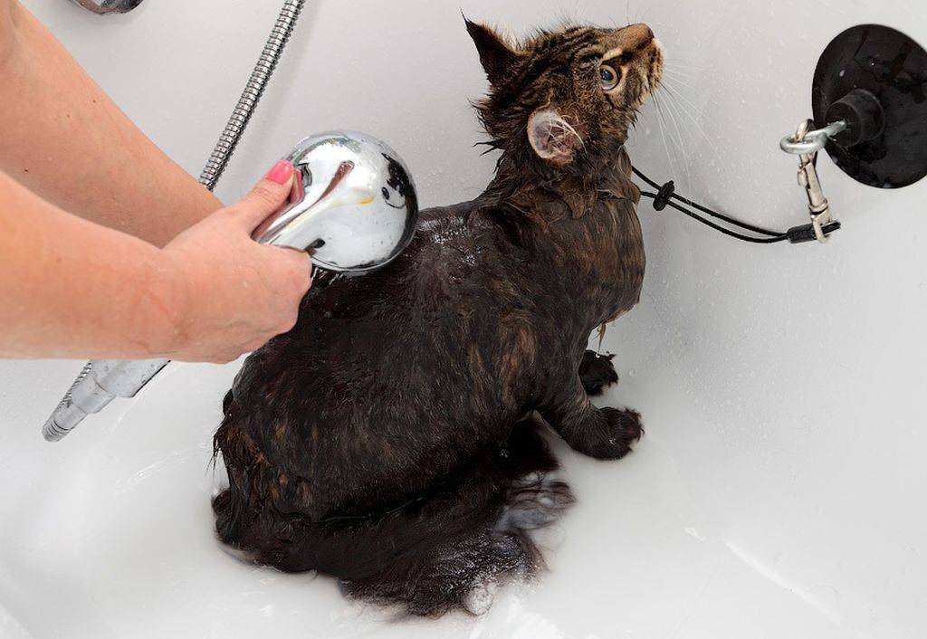 Видео инструкция: как помыть кота, который не любит купаться. 3 разных варианта, как моют котов