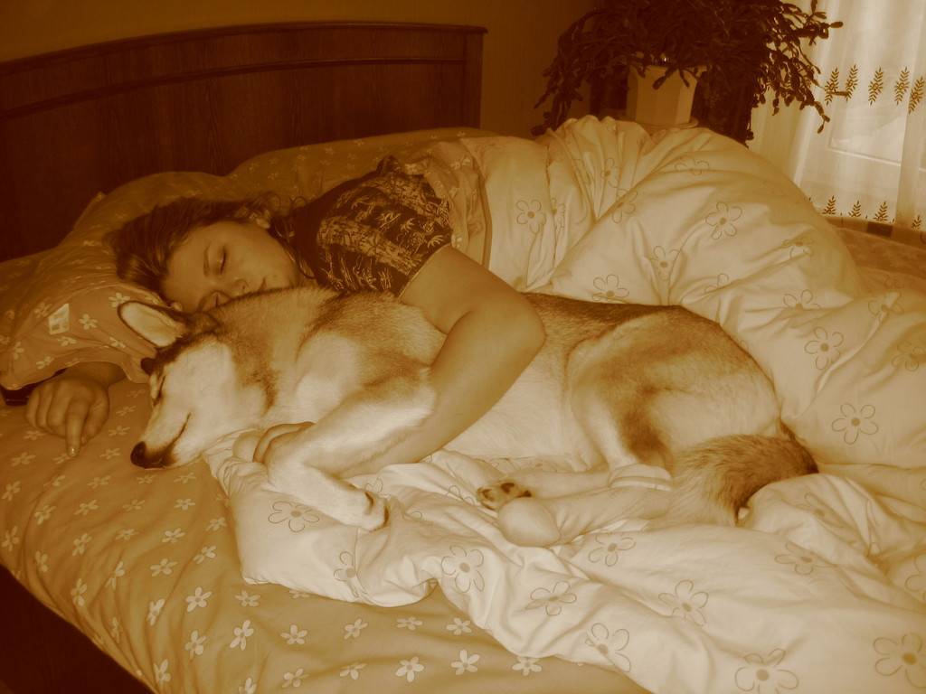 Спать с собакой: плюсы для для здоровья, риски и предосторожности