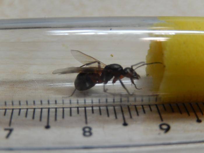 Королева муравьев: как выглядит, что ест, чем занимается