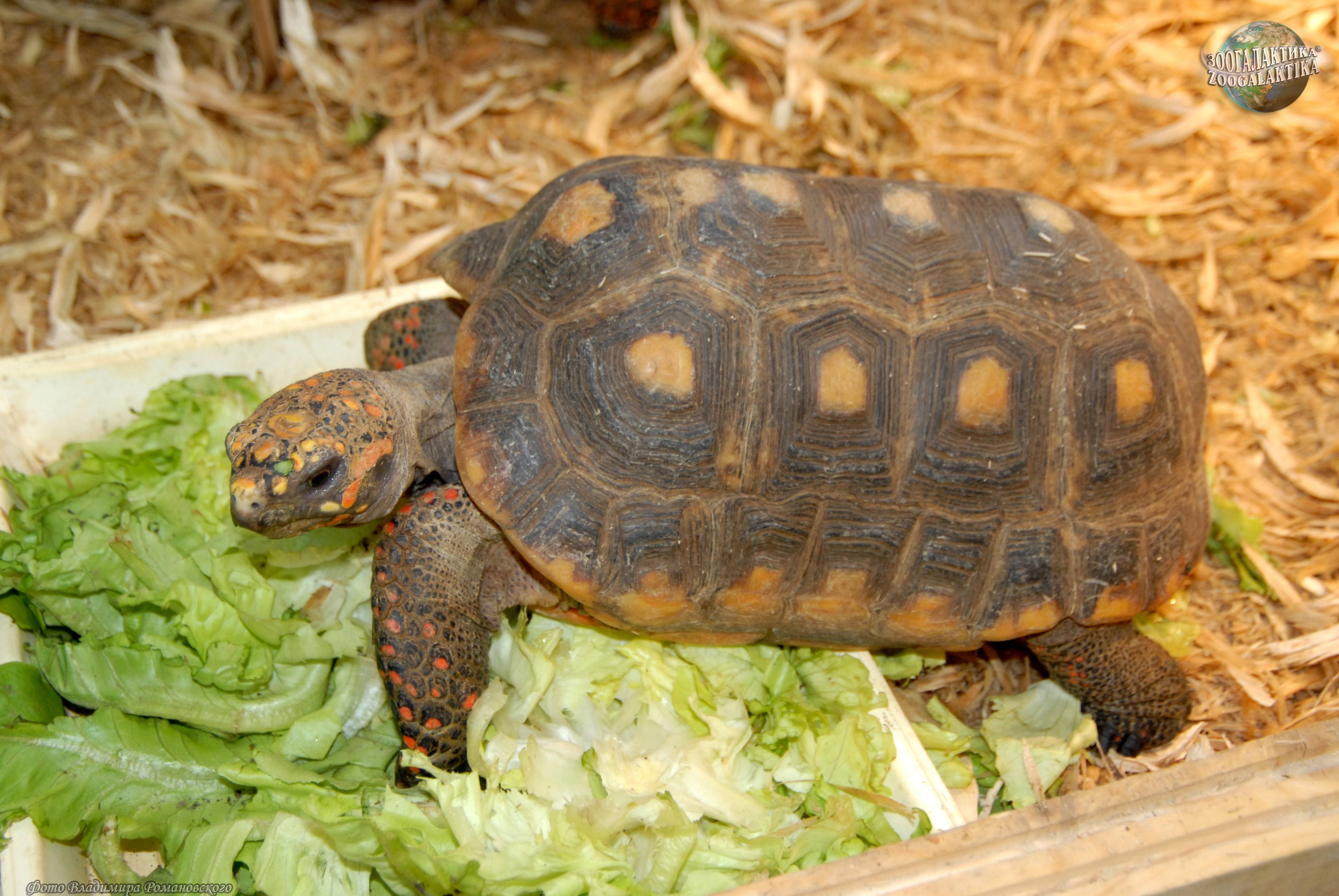 Болотная черепаха: фото, описание, уход в домашних условиях :: syl.ru