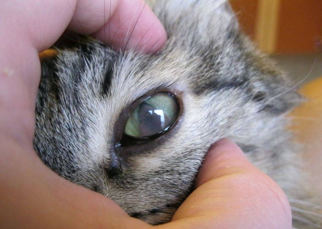 Что делать если у кота гноятся глаза