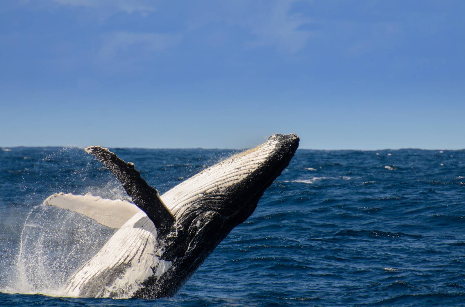 Горбатый кит. образ жизни и среда обитания горбатого кита | животный мир