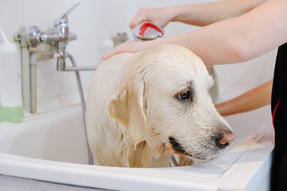 Как помыть щенка дома, какие средства использовать? можно ли купать его при помощи геля, как мыть голову?