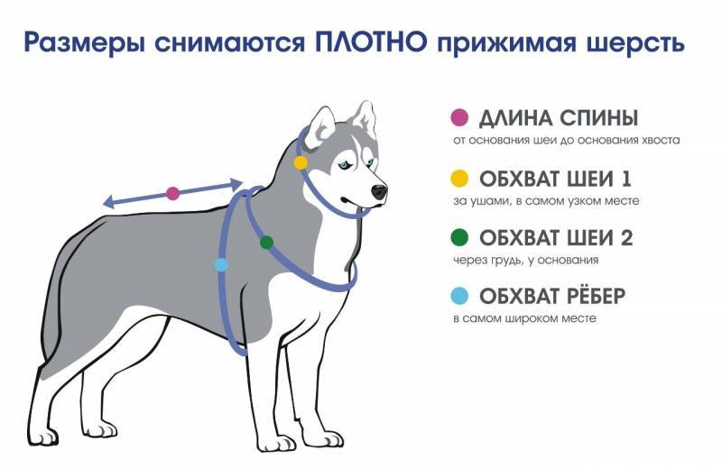 Как выбрать шлейку для собак: советы, разновидности, правила