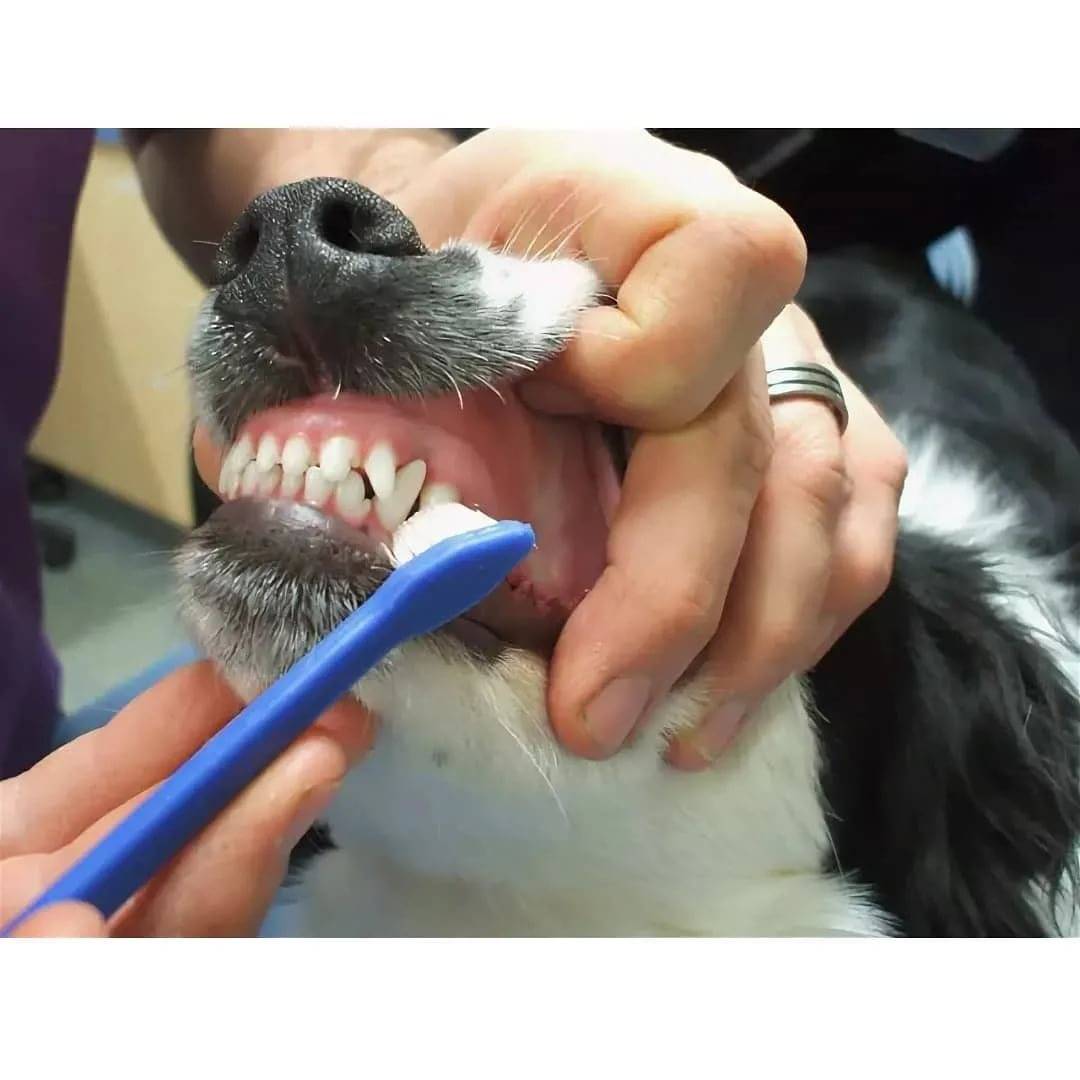 Чистка зубов собаки ультразвуком
