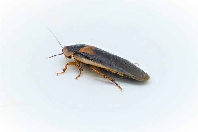 Содержание и разведение кормовых тараканов в домашних условиях
